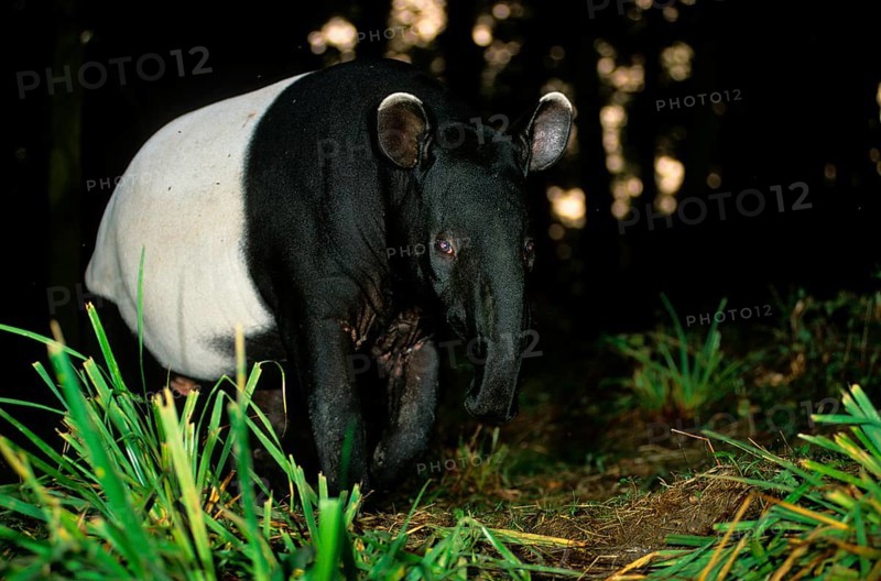 Malayan tapir