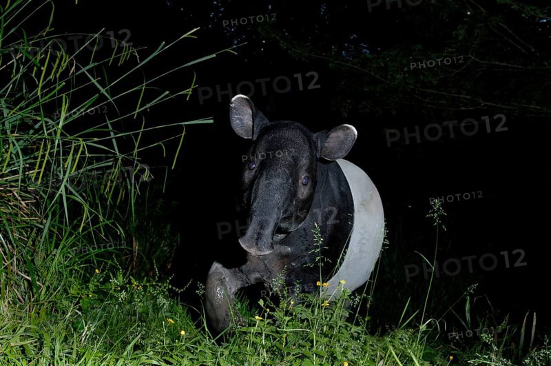 Malayan tapir