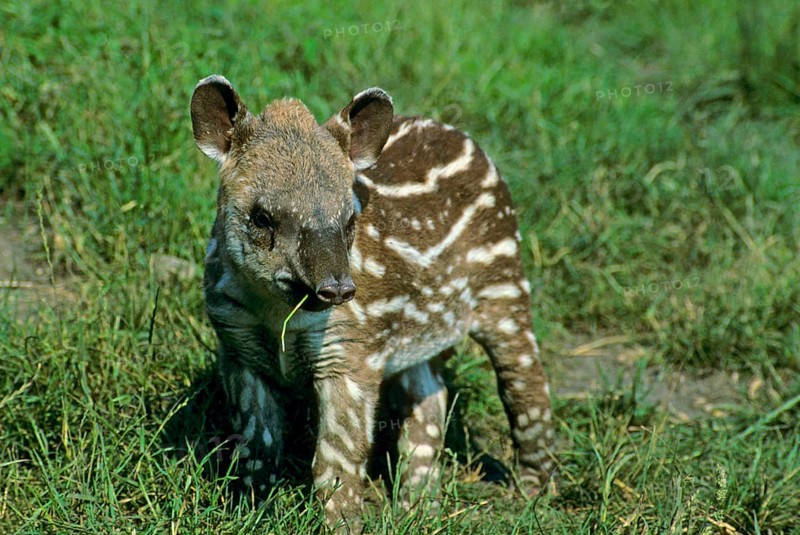 South American lowland tapir