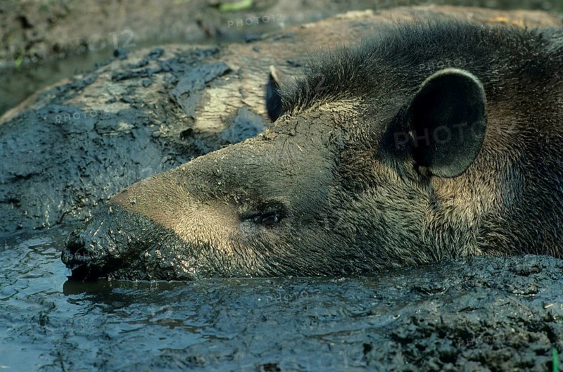 Lowland tapirs