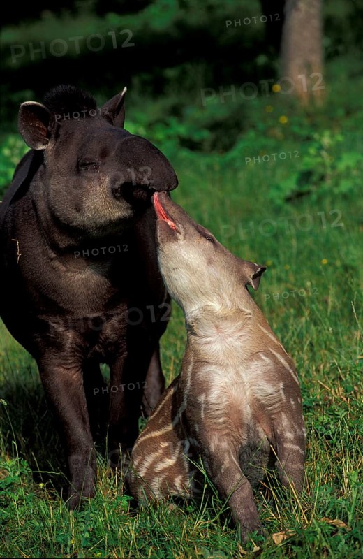 Lowland tapirs