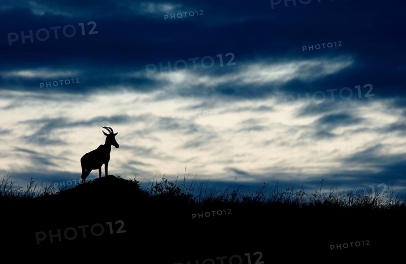 Lyra antelope