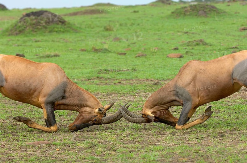 Lyra antelope