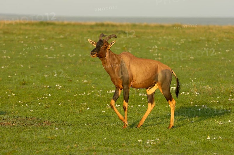 Lyra antelope
