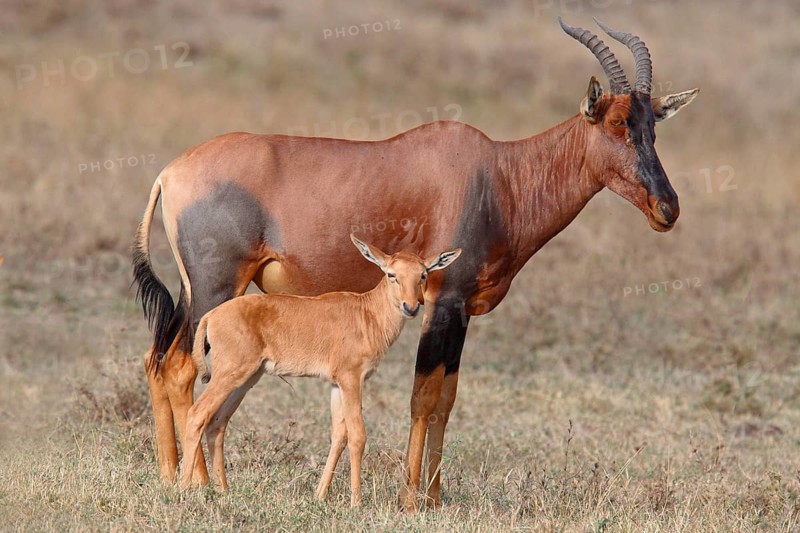 Lyra antelope