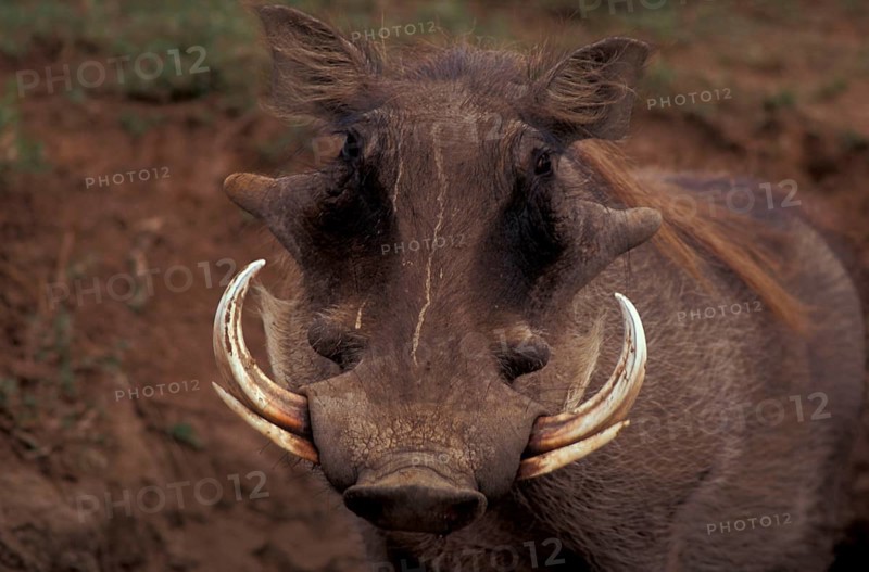 Desert warthog
