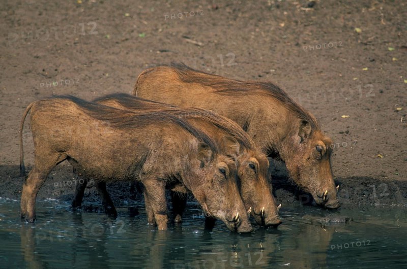 Desert warthog