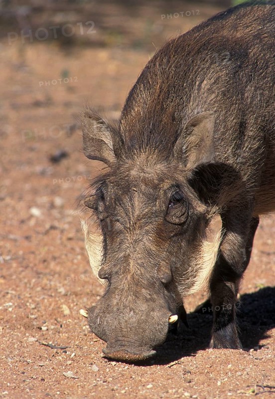 Desert warthog