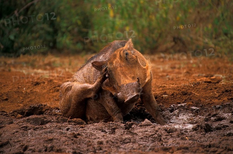 Desert warthog