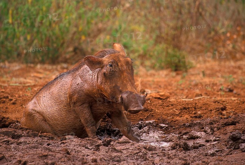 Desert warthog