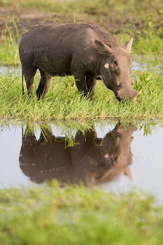Common warthog