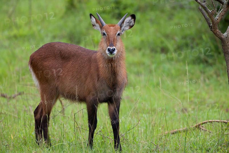 Waterbuck