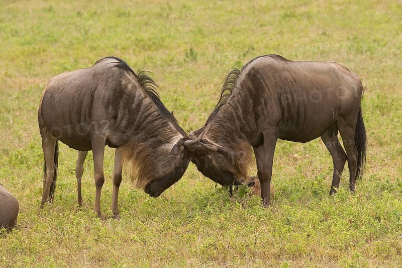 Wildebeest