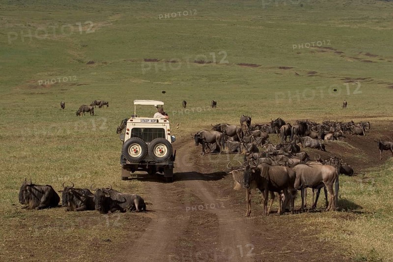 Wildebeest