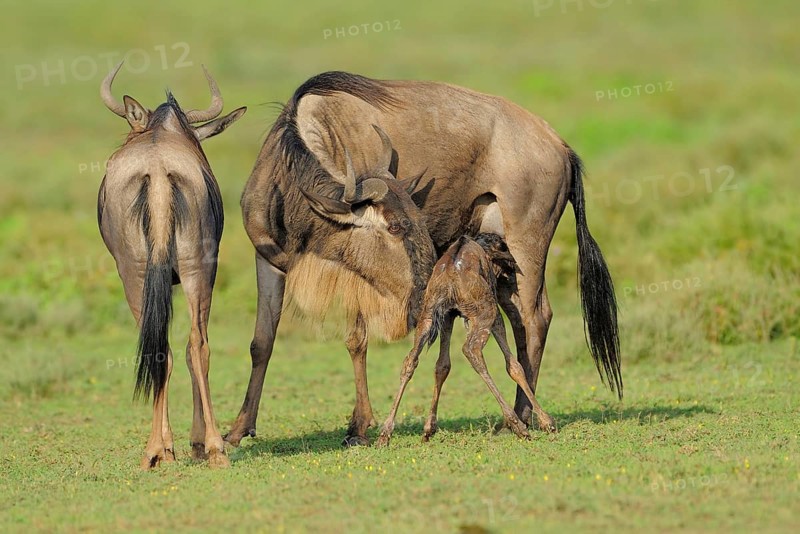 Blue Wildebeest