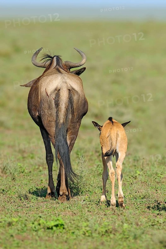 Blue Wildebeest