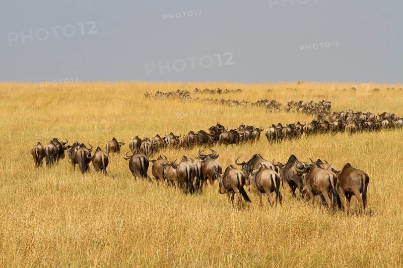 White-bearded wildebeest