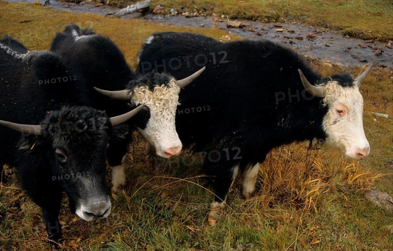 Yak Young Yaks