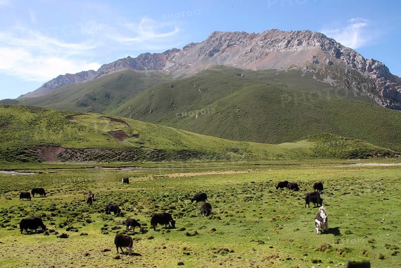 Domestic Yak