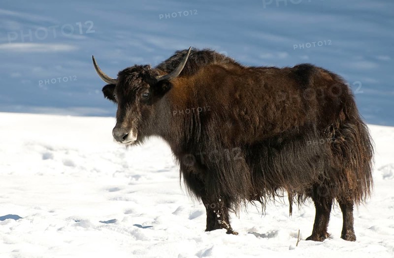 Domestic yak