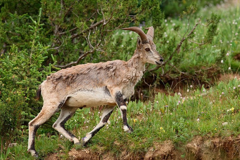 Bharal