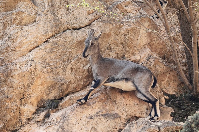 Bharal