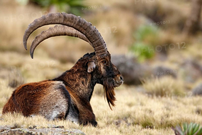 Ethiopian Ibex