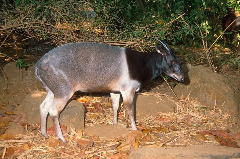 Jentink's duiker