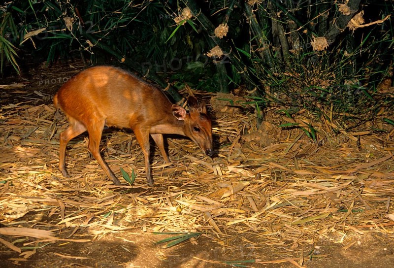 Ogilby's Duiker