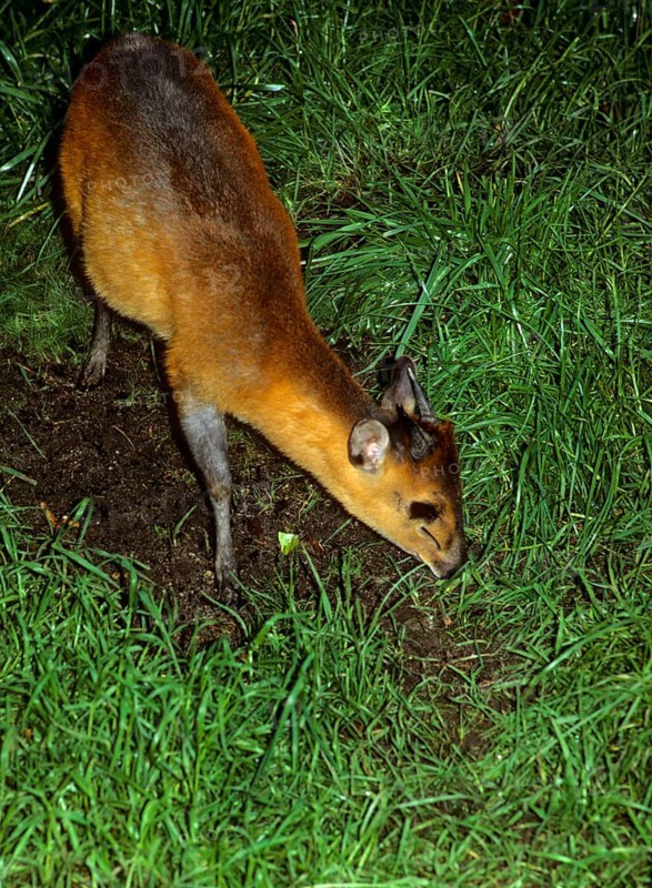 Red-flanked Duiker