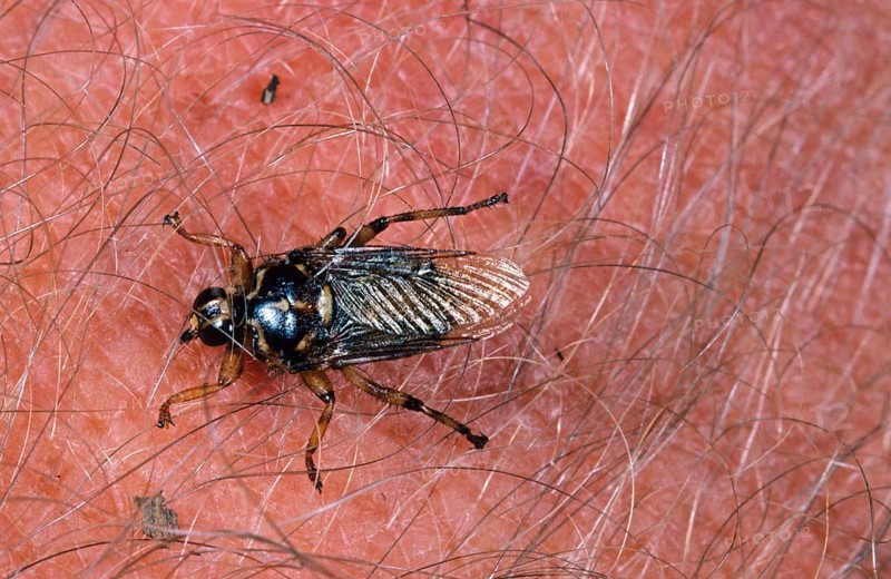Forest fly