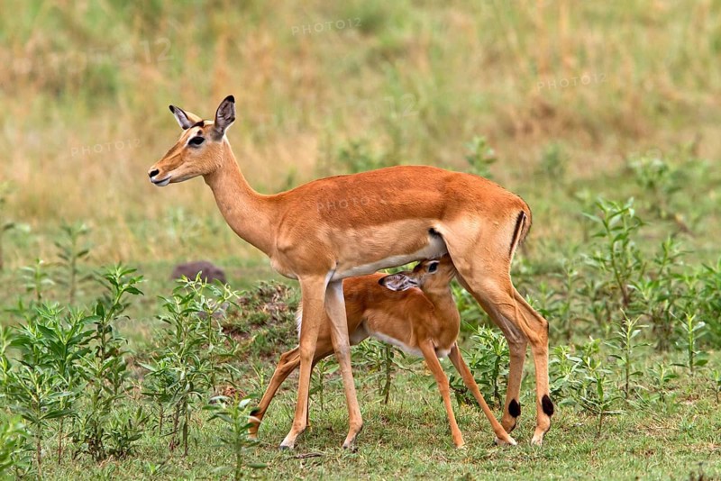 Impala