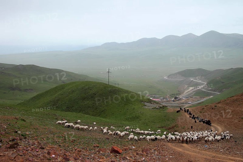 Sheep flock with Yaks