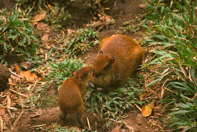 Central american agouti