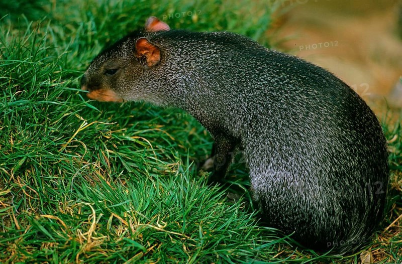 (Agouti), Sooty (Dasyprocta fuliginosa) close-up, on grass, Kilverstone Wildlife Park