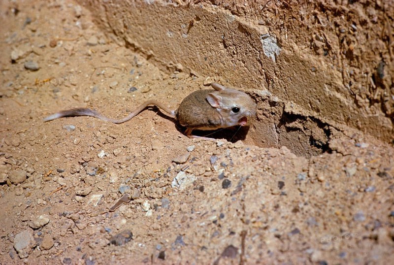Lesser egyptian jerboa