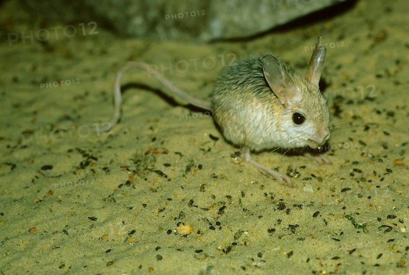 Blanford's jumping mouse