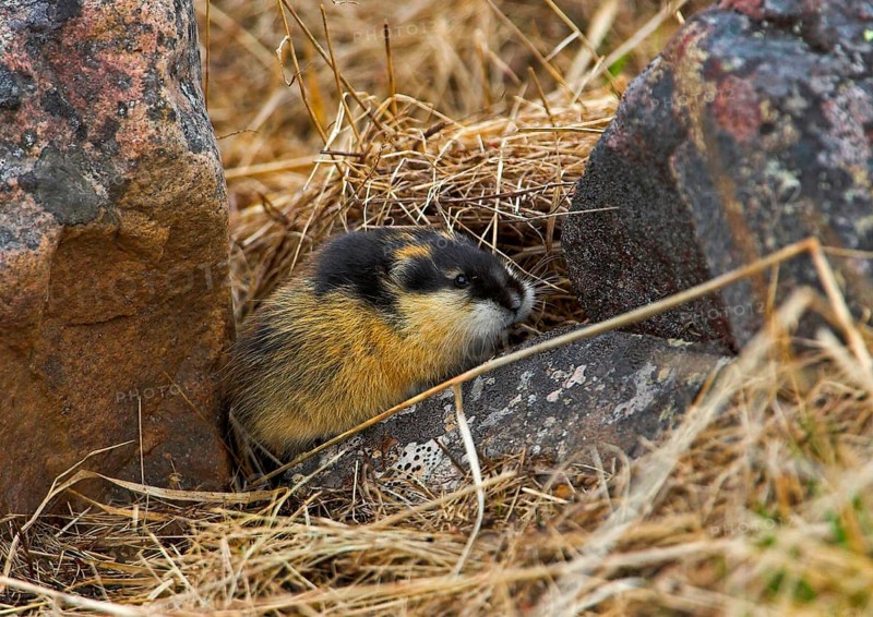 Norway norway lemming