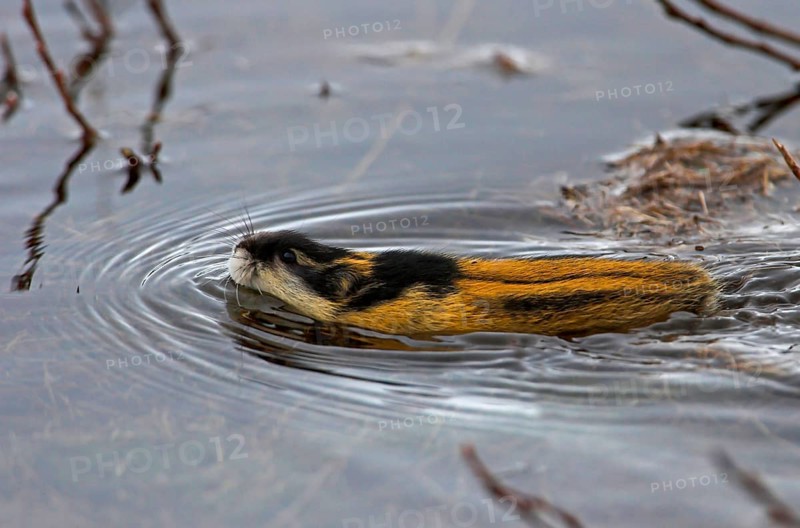 Mountain lemming