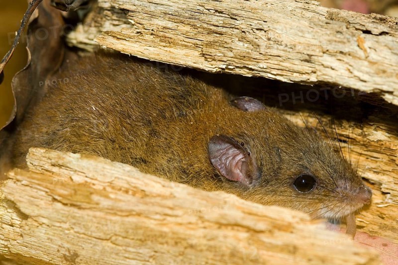 Mosaic-tailed rat