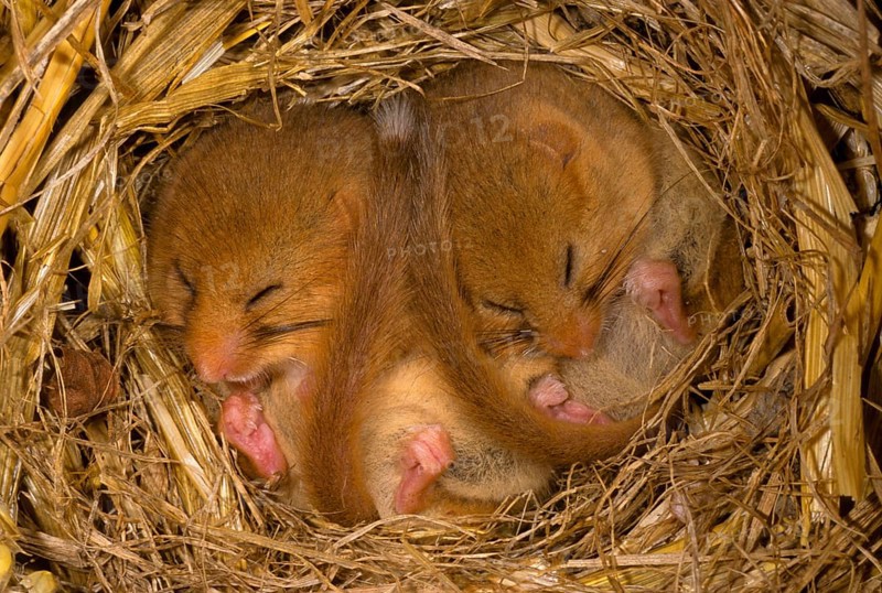 Dormouse