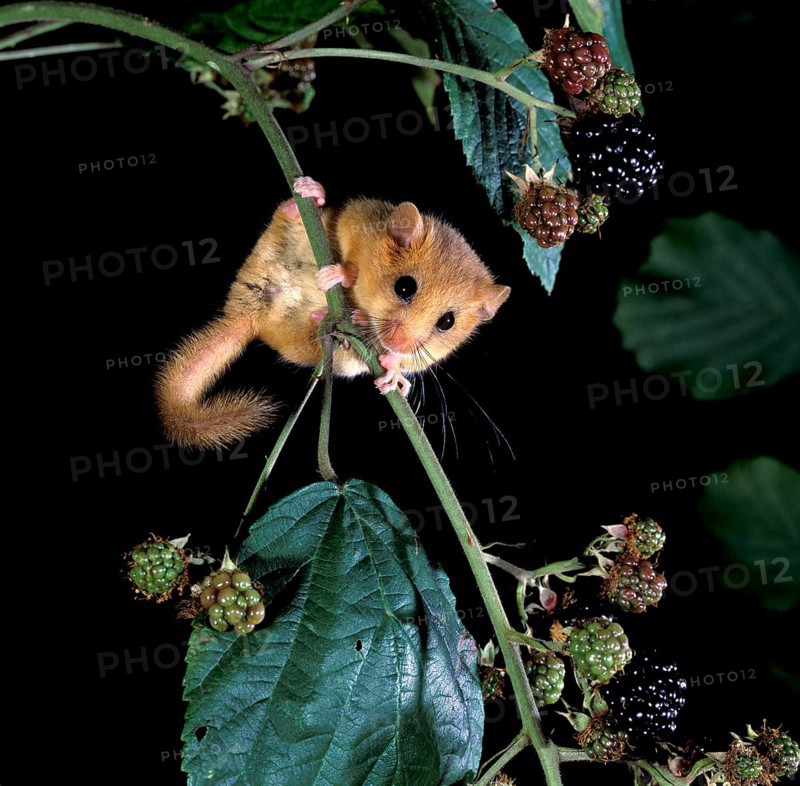 Hazel dormouse