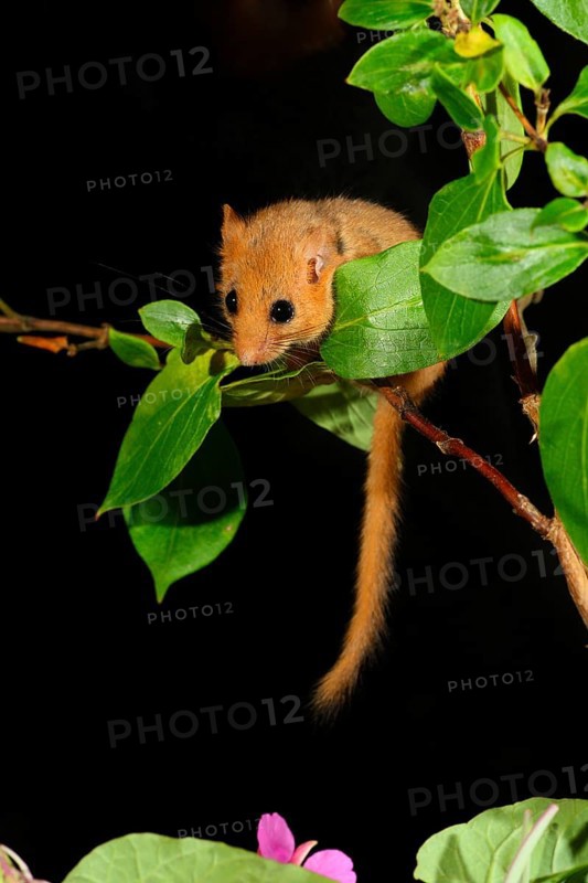 Dormouse