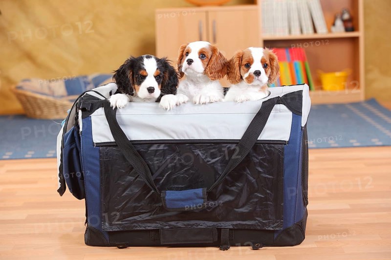 Cavalier King Charles Spaniel