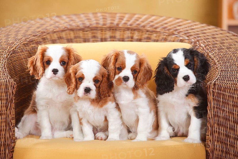 Cavalier King Charles Spaniel