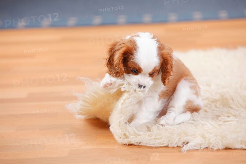 Cavalier King Charles Spaniel