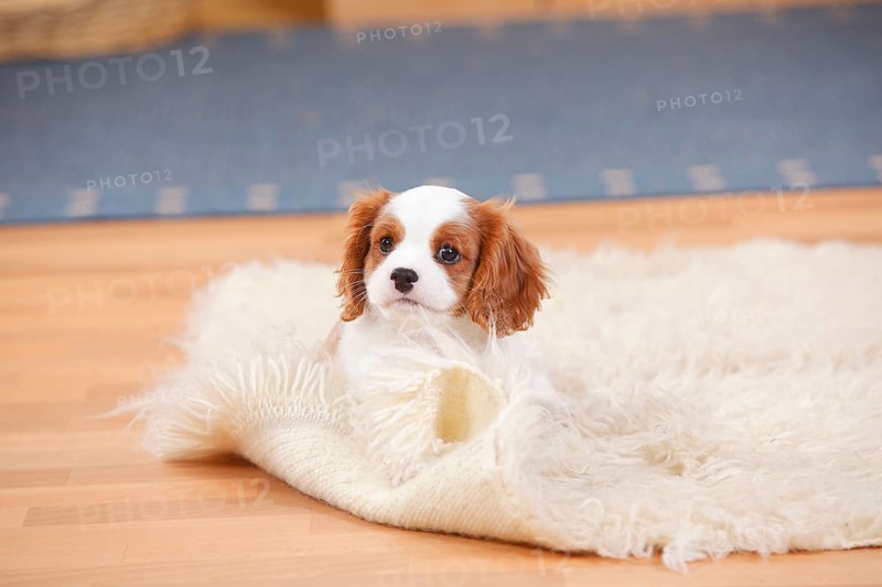 Cavalier King Charles Spaniel