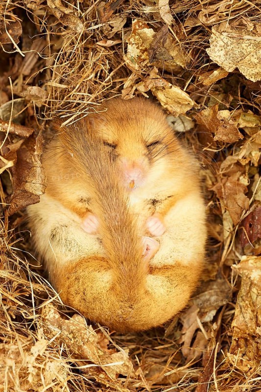 Hazel Dormouse