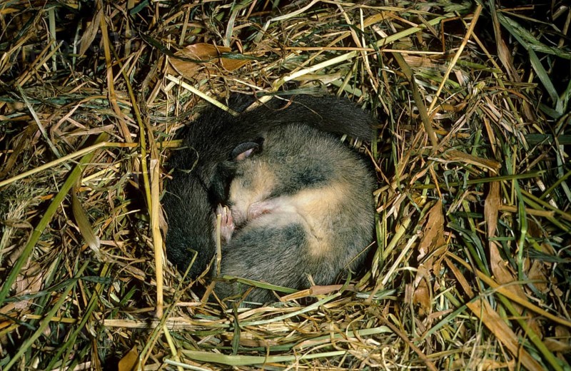 Fat edible dormouse