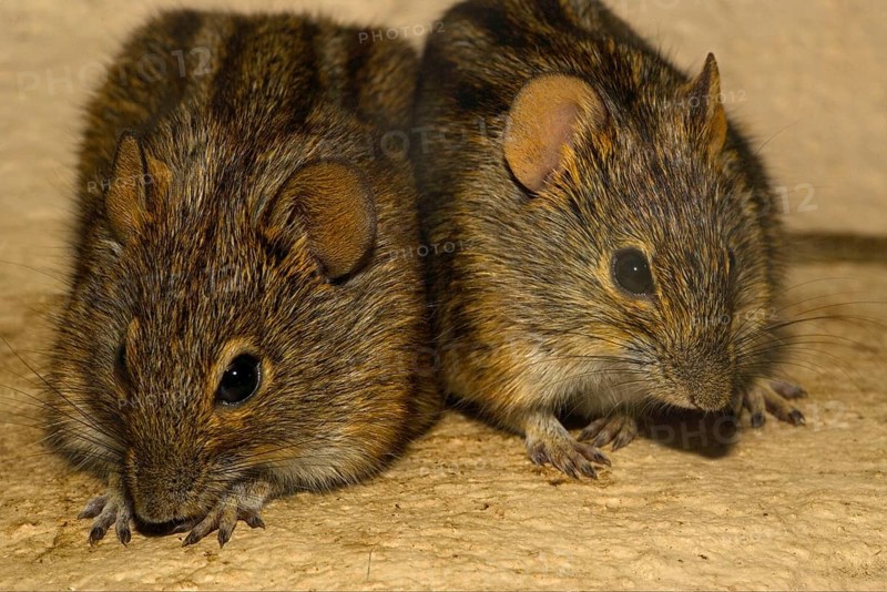 Striped grass mouse